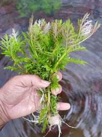 Hygrophila difformis